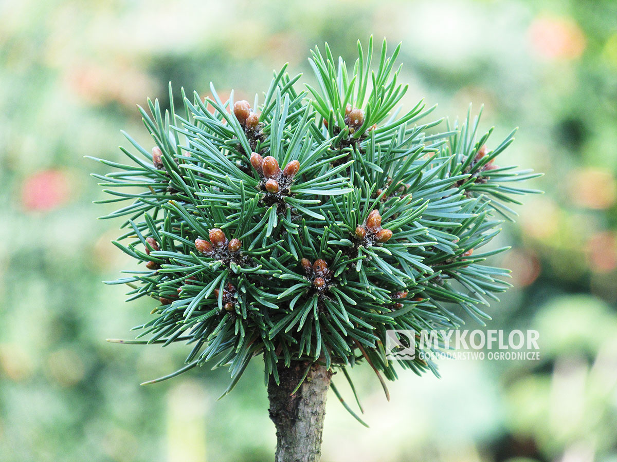 Pinus mugo subsp. uncinata Drákula (San Sebastian 275) – przykładowy materiał oferowany do sprzedaży