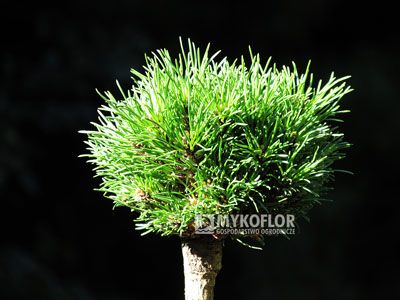 Pinus mugo subsp. uncinata Dvojčata (San Sebastian 828) – przykładowy materiał oferowany do sprzedaży