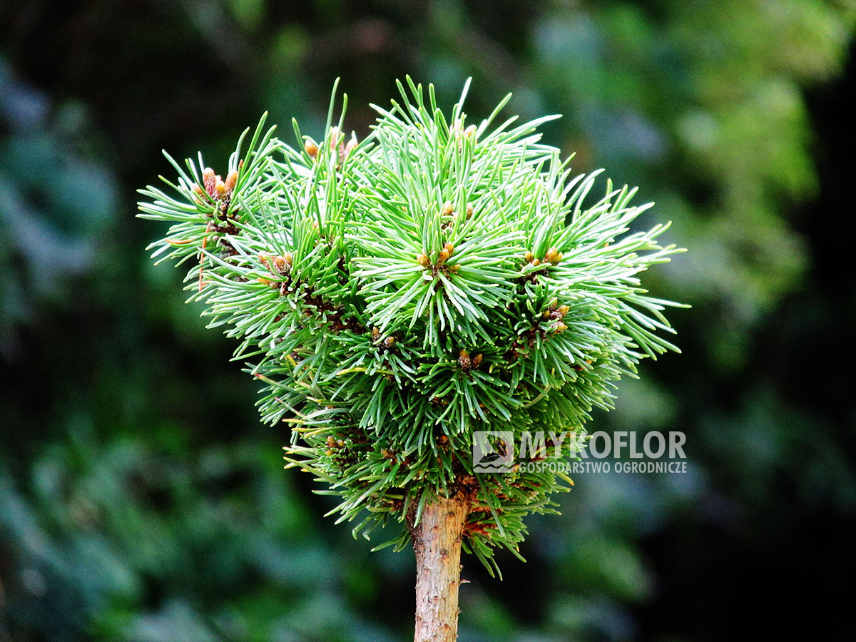 Pinus mugo subsp. uncinata Faraon (San Sebastian 305) – przykładowy materiał oferowany do sprzedaży