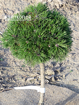 Pinus mugo (uncinata) Gluss H.B. Pa 40cm