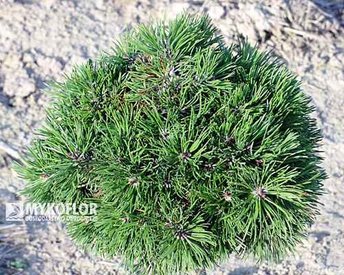 Pinus mugo (uncinata) Gluss H.B. Pa 40cm