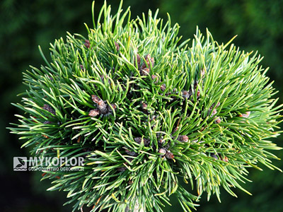 Pinus mugo (uncinata) Grune Welle