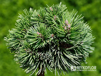 Pinus mugo subsp. uncinata Hanička