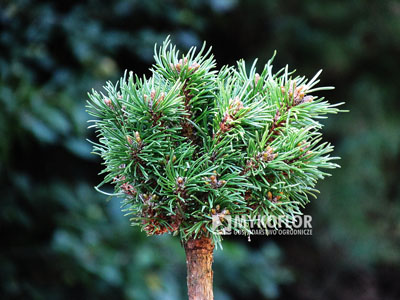 Pinus mugo subsp. uncinata Hastrman (San Sebastian 1213) – przykładowy materiał oferowany do sprzedaży