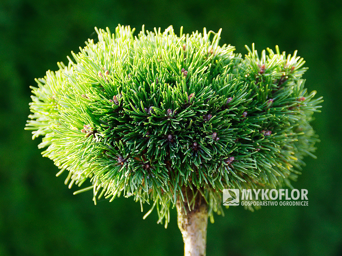Sosna kosodrzewnia Heideperle – roślina zaszczepiona na pniu