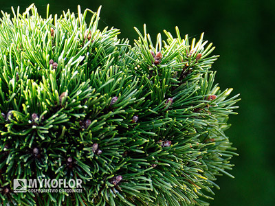 Pinus mugo subsp. uncinata Heideperle – zbliżenie igieł