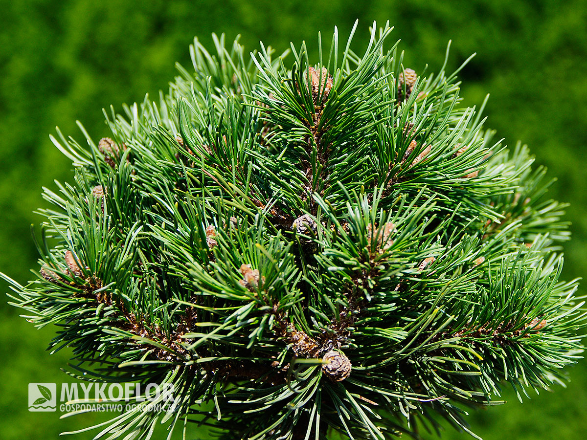 Pinus mugo subsp. uncinata Hilke