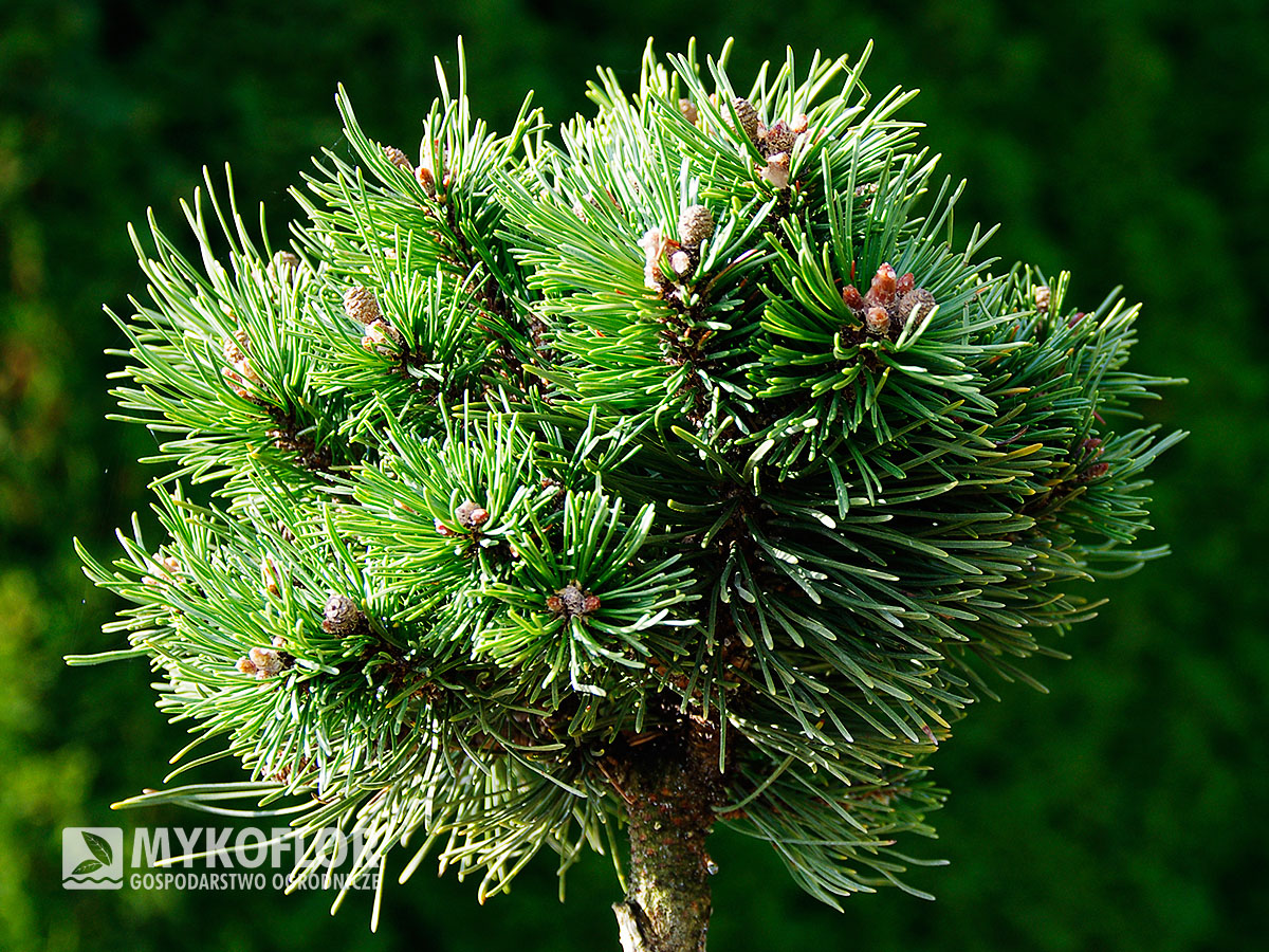 Pinus mugo subsp. uncinata Hilke