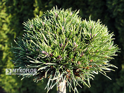 Pinus mugo (uncinata) Jezek