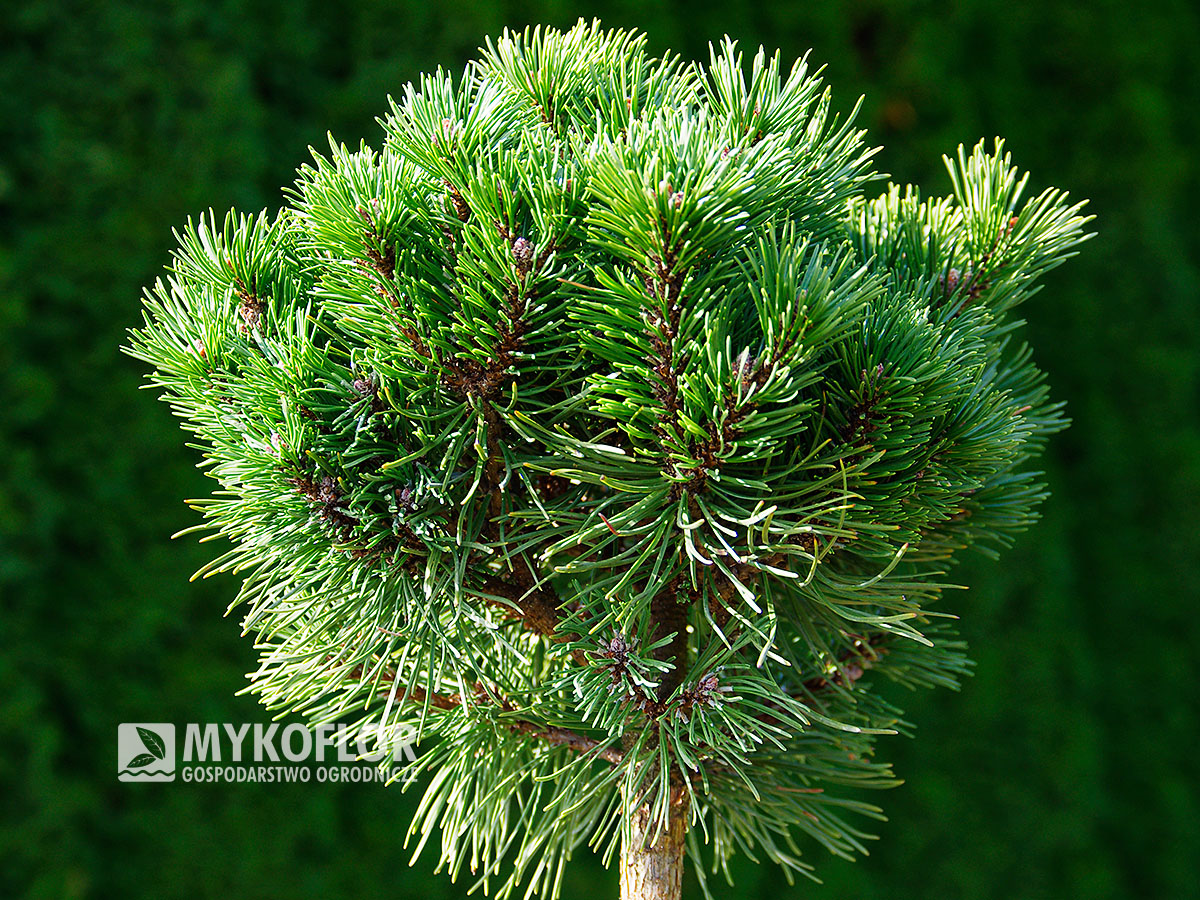 Pinus mugo subsp. uncinata Jezerni Slat<