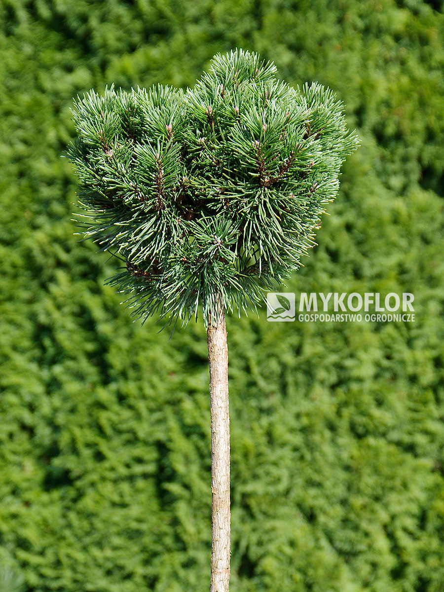Pinus mugo subsp. uncinata Jezerni Slat – roślina zaszczepiona na pniu