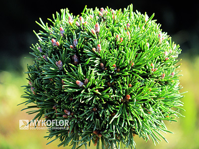 Pinus mugo subsp. uncinata Klubičko