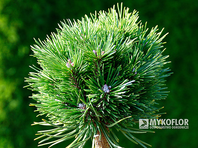 Pinus mugo subsp. uncinata Konica (San Sebastian 637) – przykładowy materiał oferowany do sprzedaży