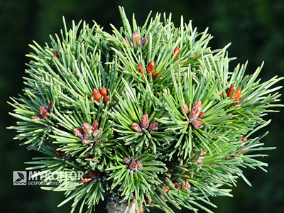 Pinus mugo (uncinata) Kostelnicek