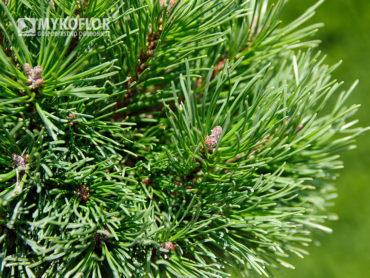 Pinus mugo subsp. uncinata Kuri – zbliżenie igły