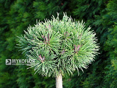 Pinus mugo (uncinata) Litomysl Pa 40cm