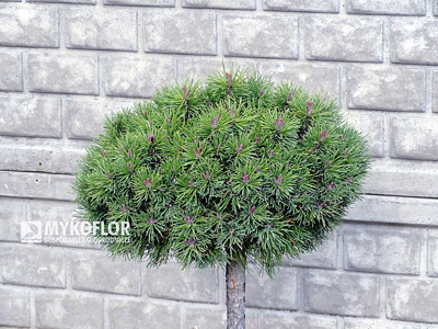 Pinus mugo (uncinata) Litomysl Pa 40cm