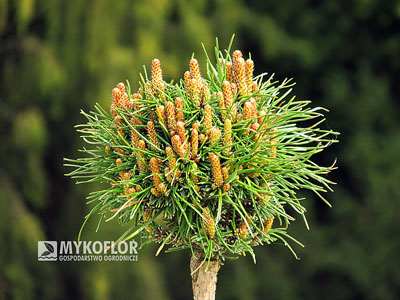 Pinus mugo subsp. uncinata Masopust – na wiosnę