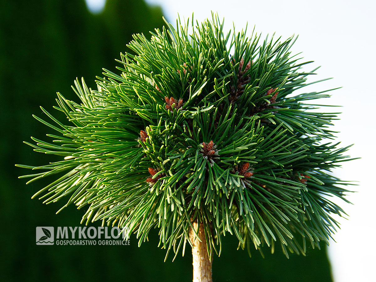 Pinus mugo subsp. uncinata Mexico (San Sebastian 756)