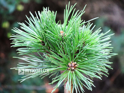 Pinus mugo subsp. uncinata Na kolenou (San Sebastian 108) – przykładowy materiał oferowany do sprzedaży