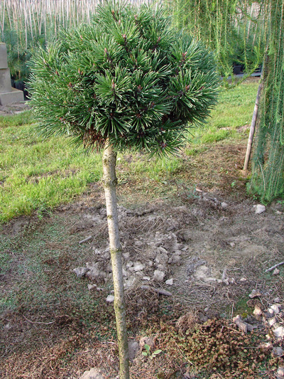 Pinus mugo (uncinata) Nana