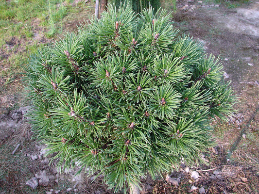 Pinus mugo (uncinata) Nana