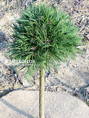 Pinus mugo (uncinata) Oaza
