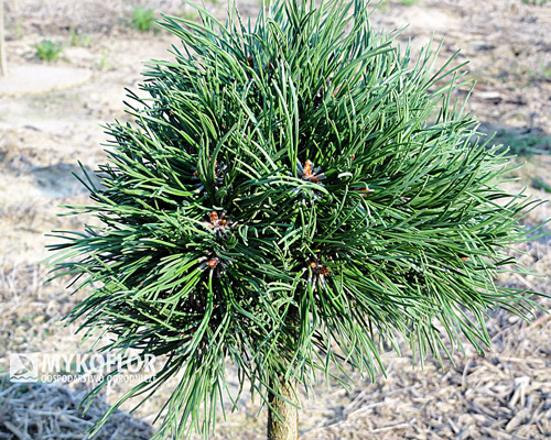 Pinus mugo (uncinata) Oaza