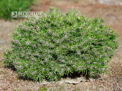 Pinus mugo subsp. uncinata Paradekissen