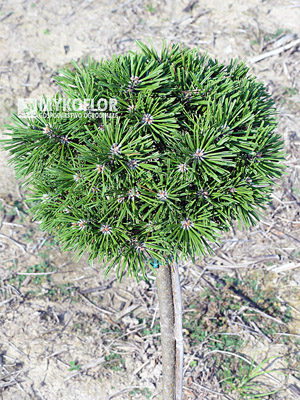Pinus mugo (uncinata) Pavlinka Pa 40cm