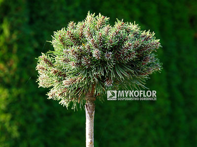 Pinus mugo subsp. uncinata Petruška