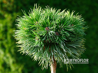 Pinus mugo subsp. uncinata Peugeot