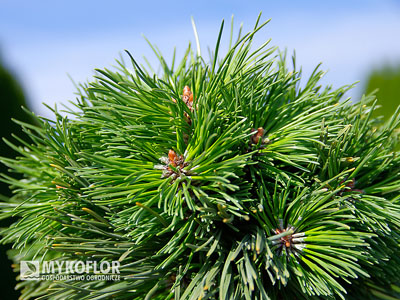 Pinus mugo subsp. uncinata Peugeot – zbliżenie igły