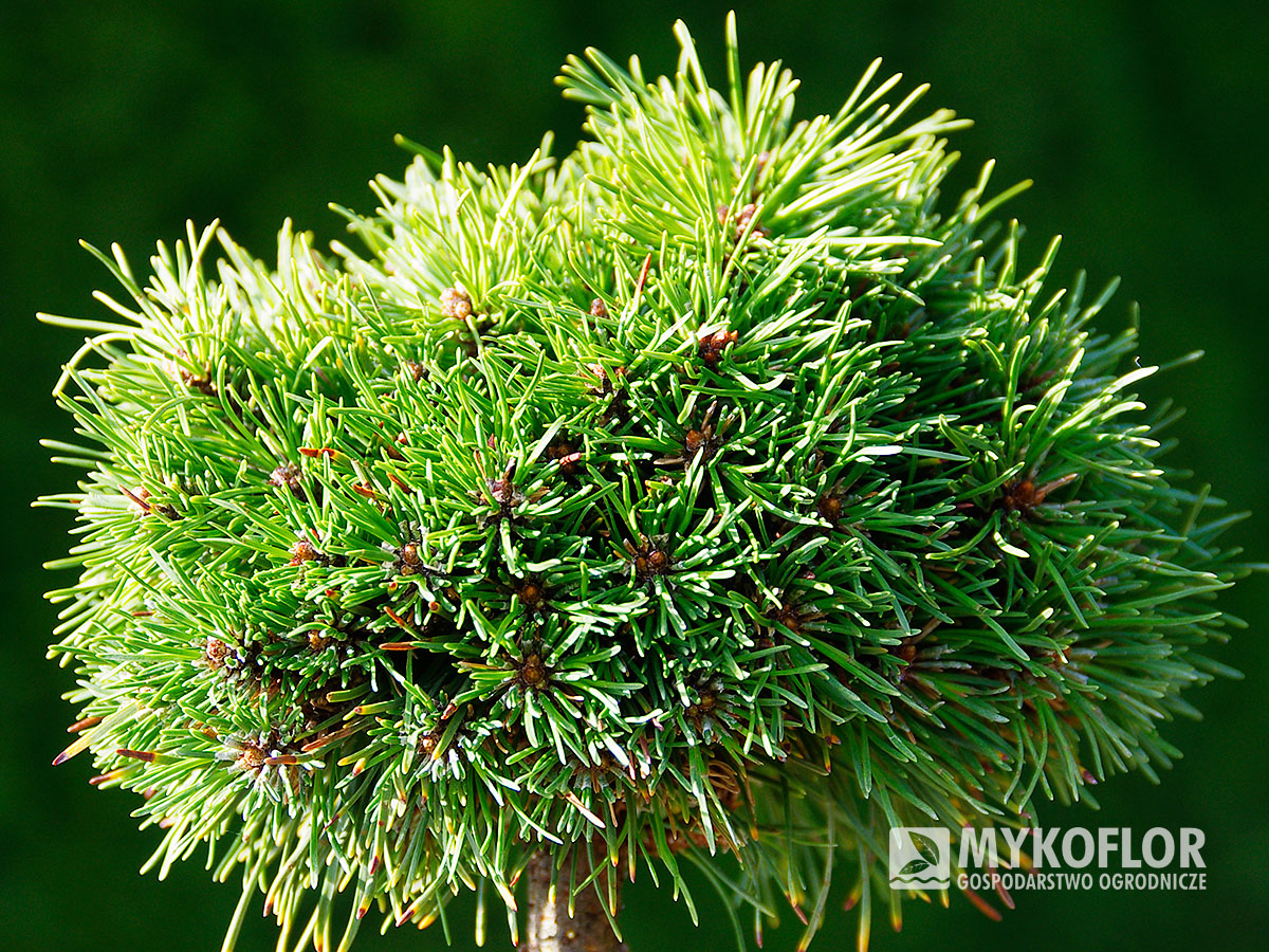 Pinus mugo subsp. uncinata Pluto