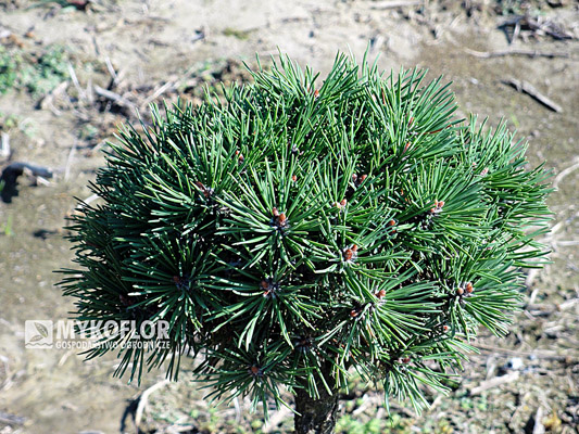 Pinus mugo (uncinata) Radka Pa 40cm