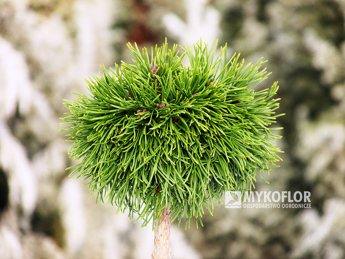 Pinus mugo subsp. uncinata Romulus (San Sebastian 706) – roślina zaszczepiona na niewysokim pieńku