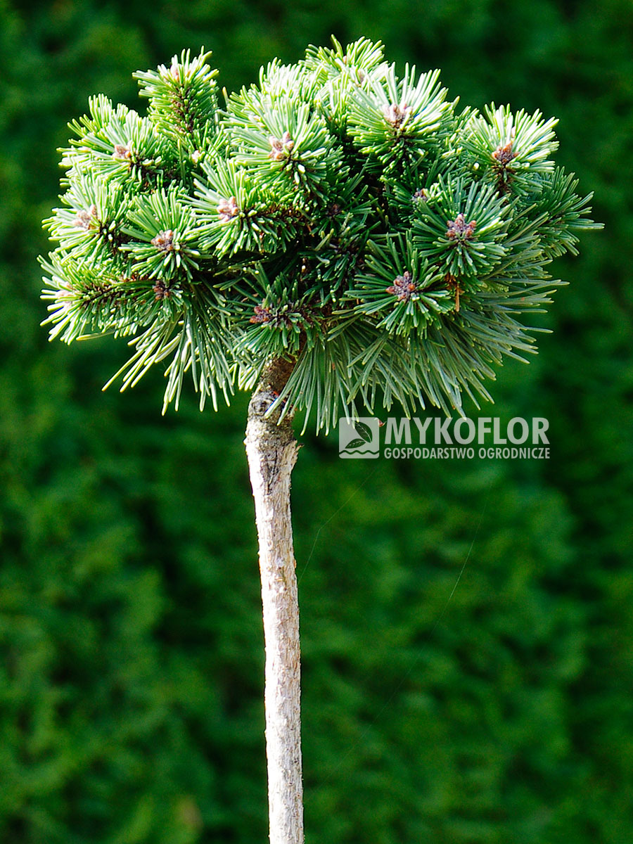 Pinus mugo subsp. uncinata Sioux – roślina zaszczepiona na pniu