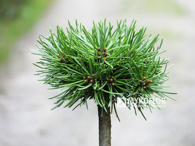 Pinus mugo subsp. uncinata Svĕtlana (San Sebastian 495) – przykładowy materiał oferowany do sprzedaży