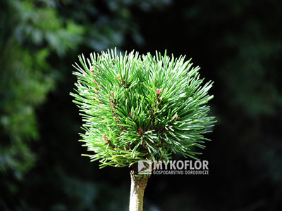 Pinus mugo subsp. uncinata Tvrd’ák (San Sebastian 109) – przykładowy materiał oferowany do sprzedaży
