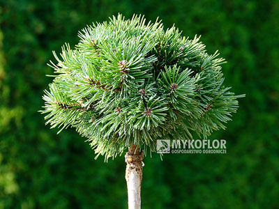Pinus mugo subsp. uncinata Tyč