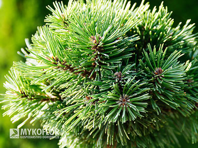 Pinus mugo subsp. uncinata Tyč – zbliżenie igieł