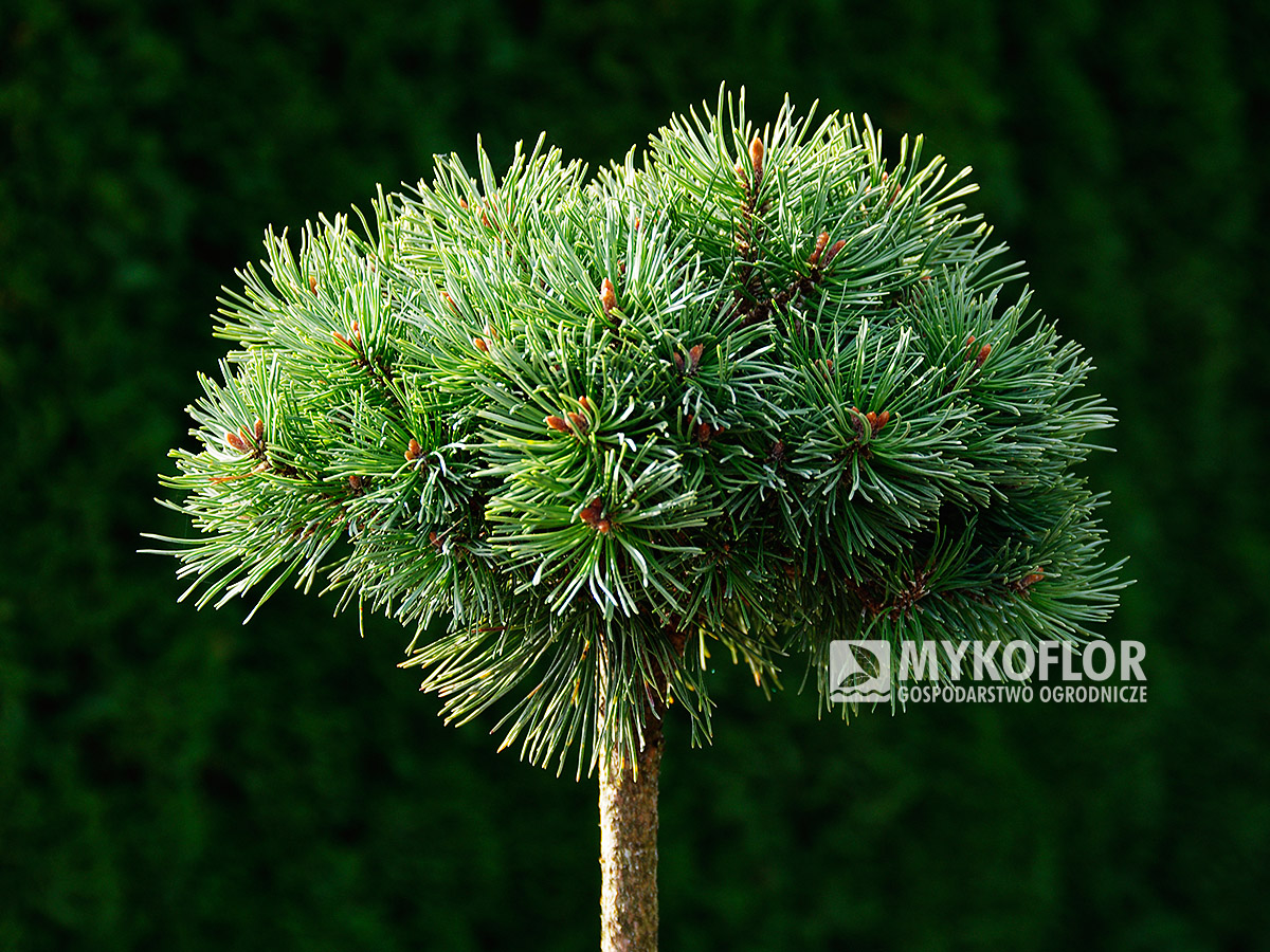Pinus mugo subsp. uncinata Wiel – roślina zaszczepiona na pniu