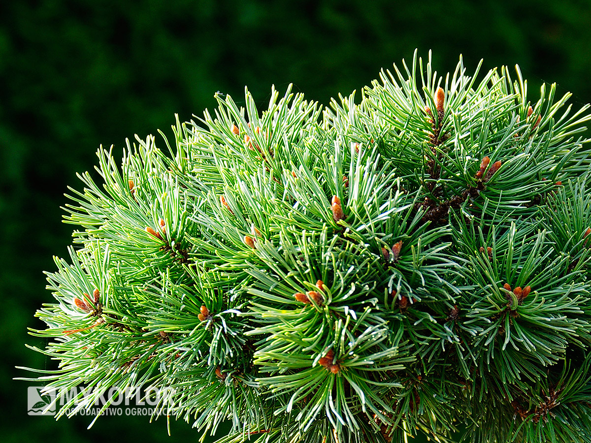 Pinus mugo subsp. uncinata Wiel – zbliżenie igieł