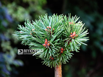 Pinus mugo subsp. uncinata Xenie (San Sebastian 24) – przykładowy materiał oferowany do sprzedaży