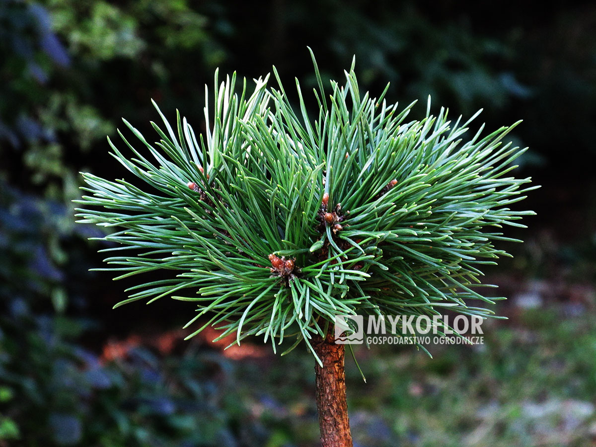 Pinus mugo subsp. uncinata Zmrzlina (San Sebastian 110) – przykładowy materiał oferowany do sprzedaży