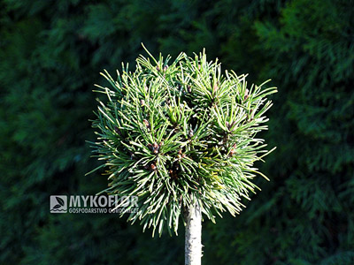Pinus mugo (uncinata) Bochanek