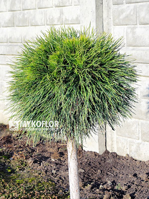 Pinus mugo Varella Pa 40cm