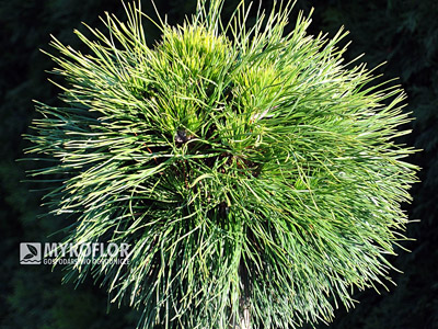 Pinus mugo Varella Pa 40cm