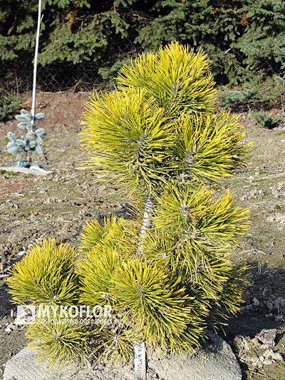 Pinus mugo Wintersonne 1