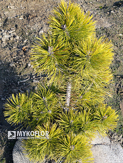 Pinus mugo Wintersonne 2